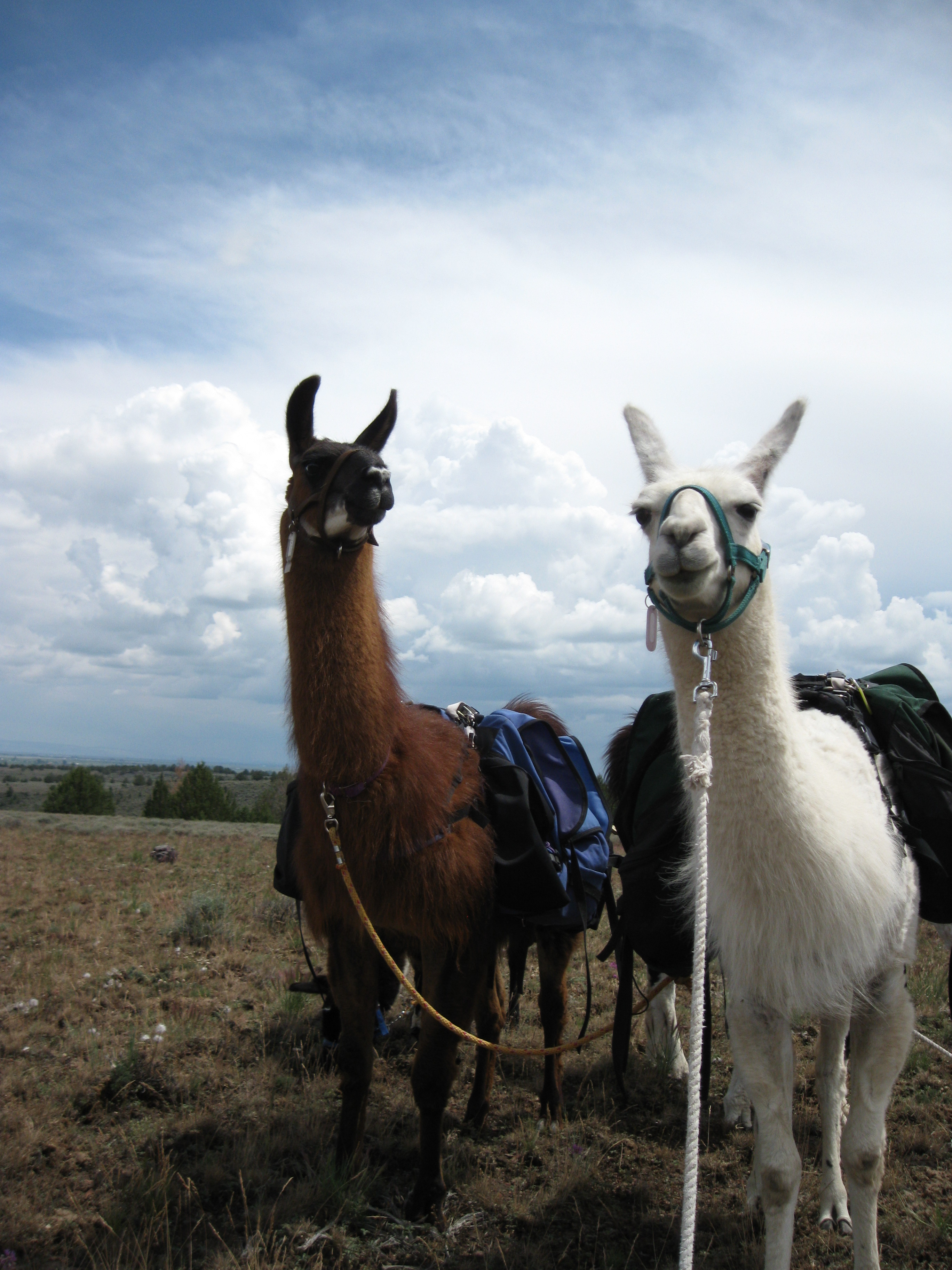 Burns Llama Trailblazers pack llamas UC Wahoo & BLT Snowy Owl at work