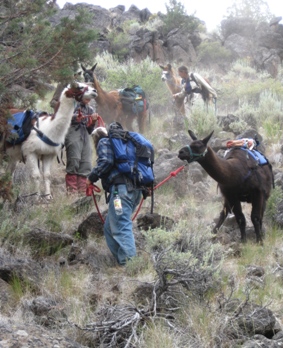 Pack Llamas Negotiating Rimrock