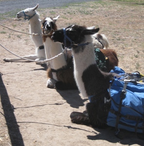 Pack Llamas taking a break