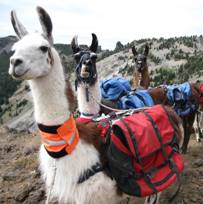 BLT Pack Llamas at High Lake